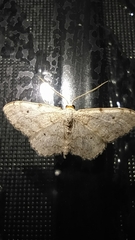 Idaea