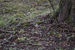 Phoenicurus phoenicurus