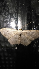 Idaea