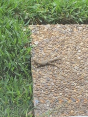 Leiocephalus carinatus