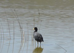 Fulica ardesiaca