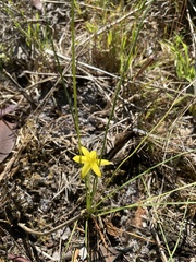 Hypoxis juncea