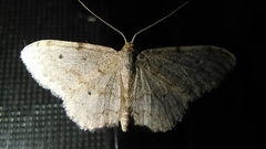 Idaea