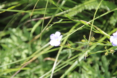 Linum nervosum