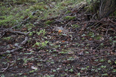 Phoenicurus phoenicurus