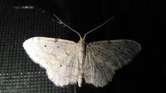 Idaea
