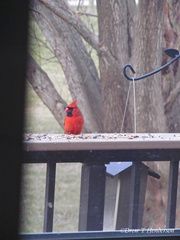 Cardinalis cardinalis