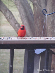 Cardinalis cardinalis