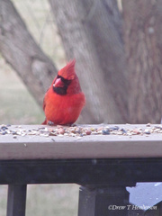 Cardinalis cardinalis