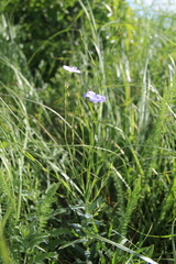 Linum nervosum