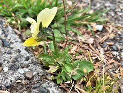 Viola tricolor tricolor