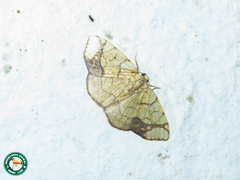 Nematocampa arenosa