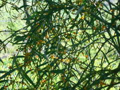 Phoradendron quadrangulare