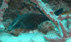 Rypticus saponaceus