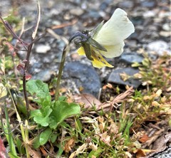 Viola tricolor tricolor