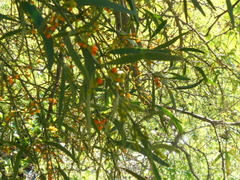 Phoradendron quadrangulare