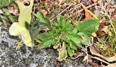 Viola tricolor tricolor