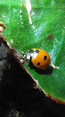 Coccinella septempunctata