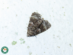 Diopa corone