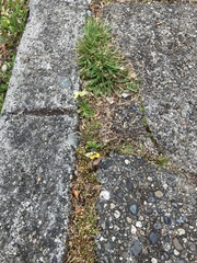 Viola tricolor tricolor