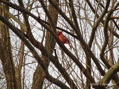 Cardinalis cardinalis