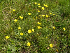 Linum tauricum