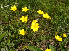 Linum tauricum