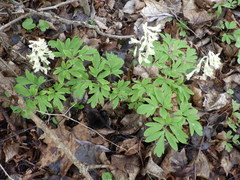 Corydalis cava cava
