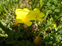 Linum tauricum