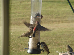 Haemorhous mexicanus