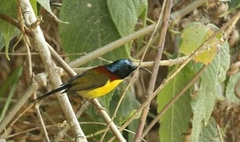 Aethopyga nipalensis