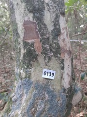 Plinia rivularis