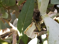 Phidippus audax