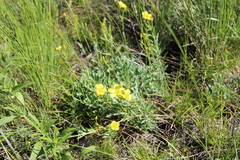 Linum tauricum