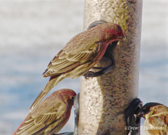 Haemorhous mexicanus