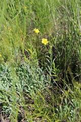 Linum tauricum
