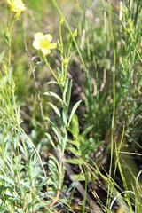 Linum tauricum