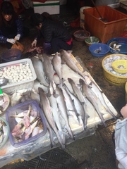 Scoliodon macrorhynchos