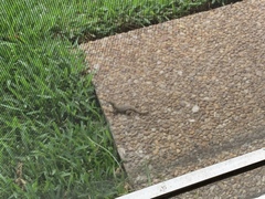 Leiocephalus carinatus