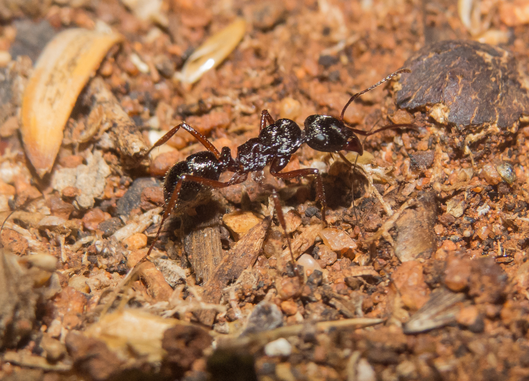 Ectatomma muticum