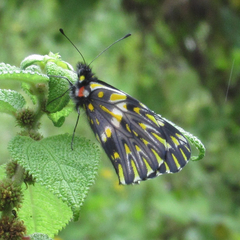 Catasticta teutila flavomaculata