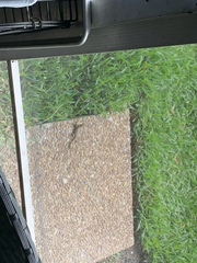 Leiocephalus carinatus