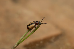 Crioceris paracenthesis