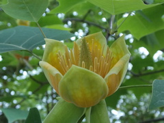 Liriodendron × sinoamericanum