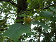 Liriodendron × sinoamericanum