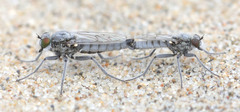 Lasiopogon