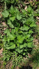 Urtica dioica