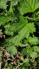 Urtica dioica