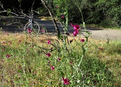 Lathyrus tingitanus