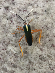 Lucullia flavovittata